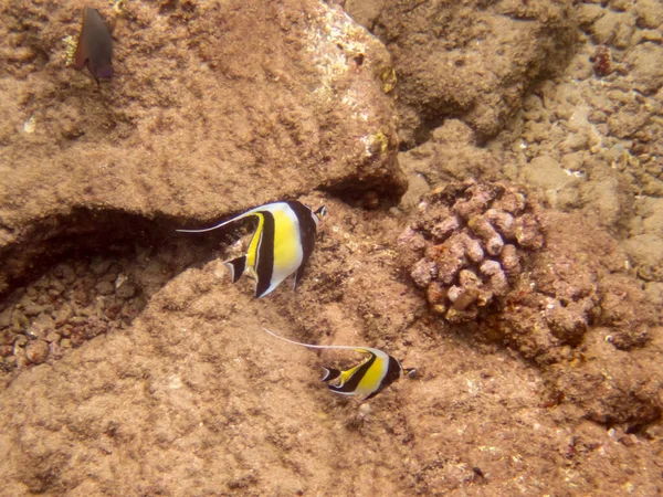 Ídolos Moriscos Arrecife Cerca Costa Hawai — Foto de Stock