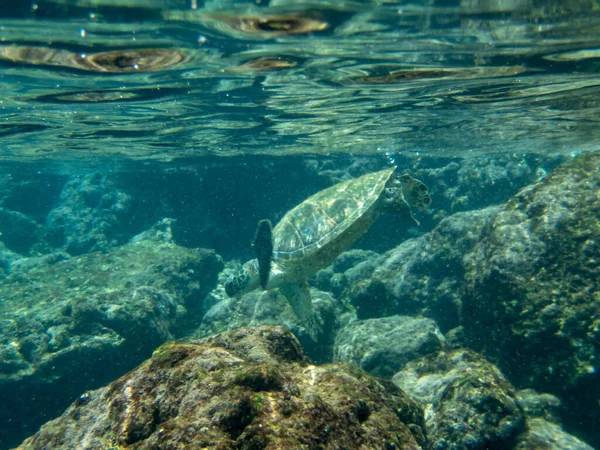 Гавайская Зеленая Морская Черепаха Тихом Океане Побережья Гавайев — стоковое фото