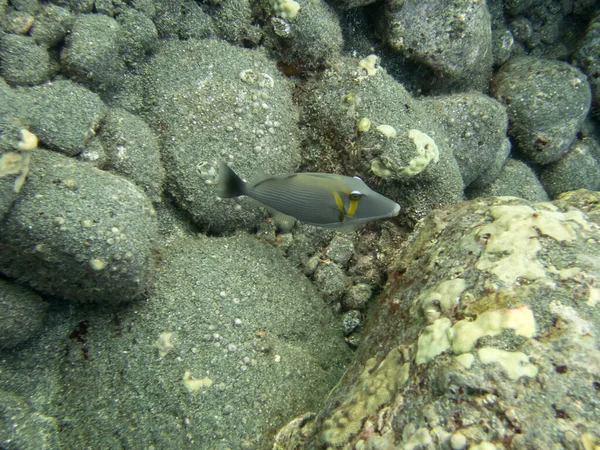 Lei Triggerfish Reef Coast Hawaii — Stock Photo, Image