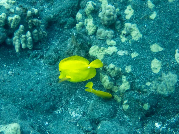 Yellow Tangs Pacific Ocean Coast Hawaii — Stock Photo, Image