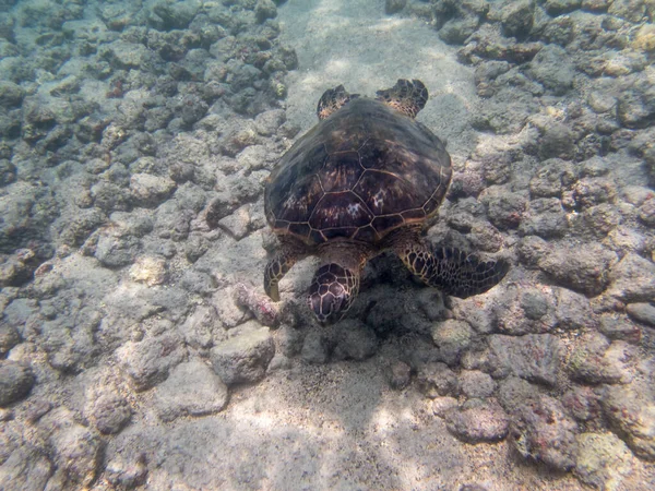 Una Tortuga Marina Verde Hawaiana Océano Pacífico Cerca Costa Hawai — Foto de Stock