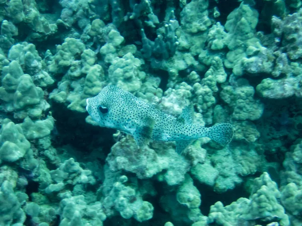 Pez Globo Arrecife Cerca Costa Hawai — Foto de Stock