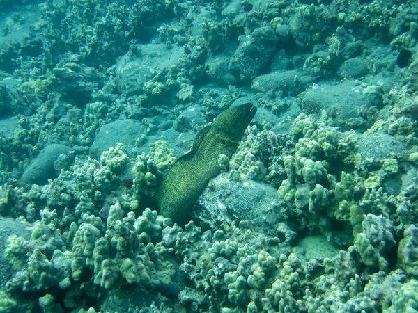 Whitemouth Moray Eel Cerca Costa Hawaii — Foto de Stock