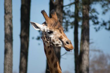 Bir zürafanın portresi.