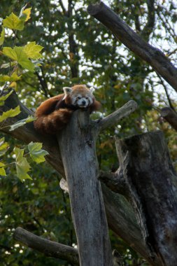 Uykulu kırmızı bir panda ağaçta