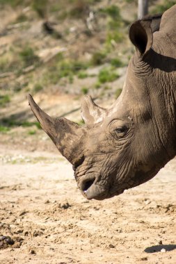 bir gergedan portresi