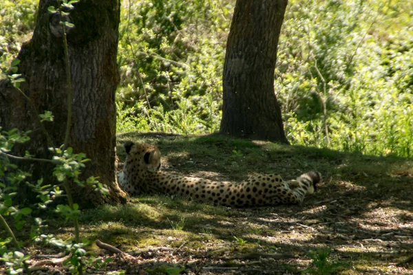 Een Cheeta Liggend Het Gras — Stockfoto