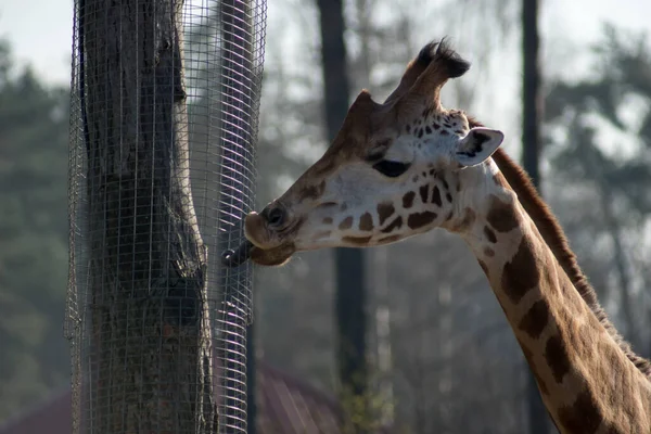 Potrait Giraffe — Stock Photo, Image