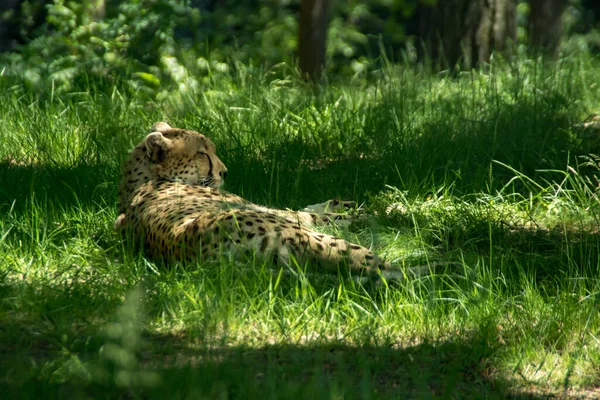 Bir Çita Çimlerin Üzerinde Yatıyor — Stok fotoğraf