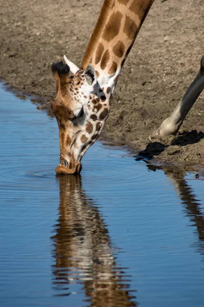 Żyrafa Pijąca Rowie — Zdjęcie stockowe