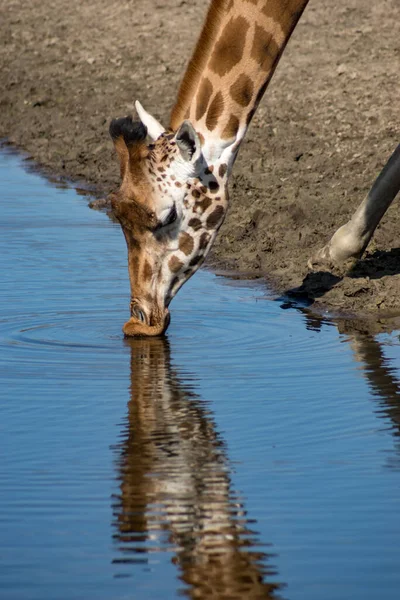 Жираф Канаві — стокове фото