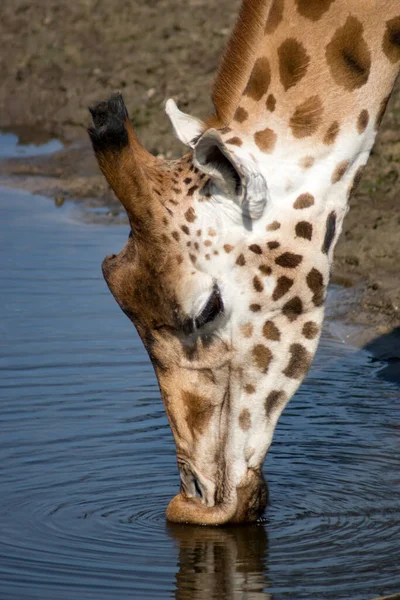 Жираф Канаві — стокове фото