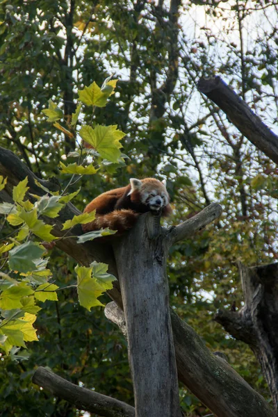 Panda Vermelho Sonolento Uma Árvore — Fotografia de Stock