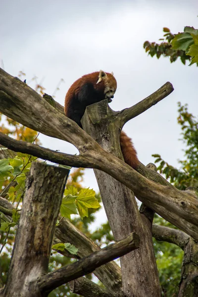 Kızıl Bir Panda Kendini Ağaçta Yıkıyor — Stok fotoğraf