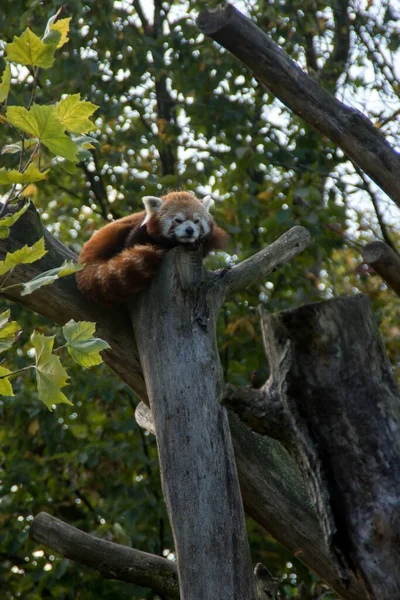 Egy Álmos Vörös Panda Egy Fán — Stock Fotó