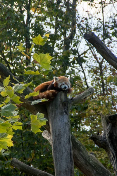 Egy Álmos Vörös Panda Egy Fán — Stock Fotó