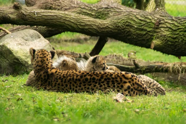 Una Madre Guepardo Con Jóvenes — Foto de Stock