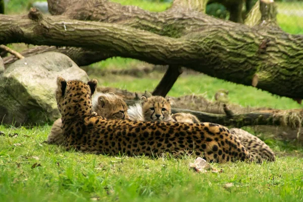 Cheetah Mother Young — Stock Photo, Image