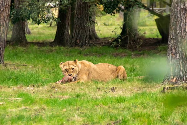 Lion Feeding Time — Stock Photo, Image