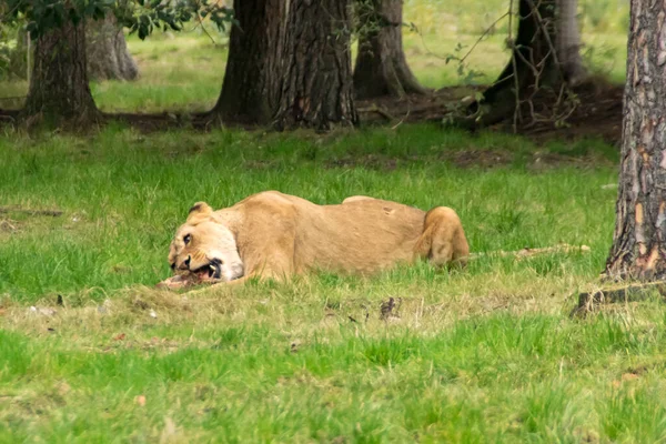 Ein Löwe Zur Fütterungszeit — Stockfoto