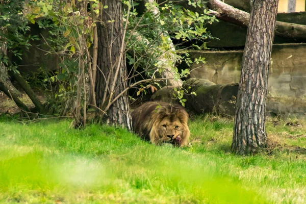 Ein Löwe Zur Fütterungszeit — Stockfoto