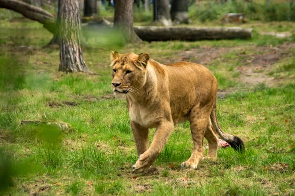 Ein Löwe Zur Fütterungszeit — Stockfoto