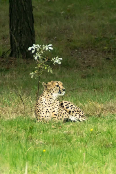 Cheetah Lying Grass — Stock Photo, Image