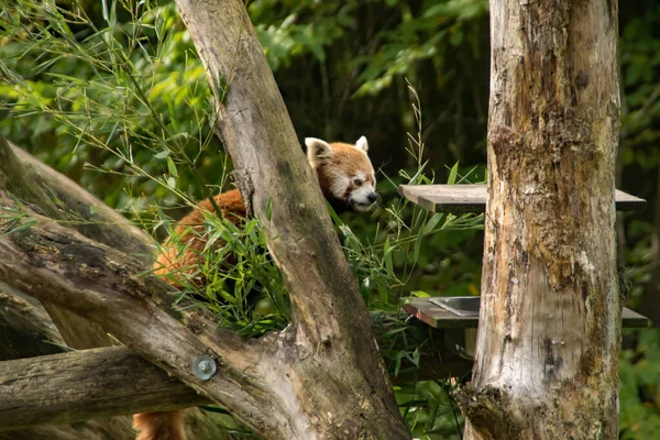 Panda Rojo Comiendo Bambú — Foto de Stock