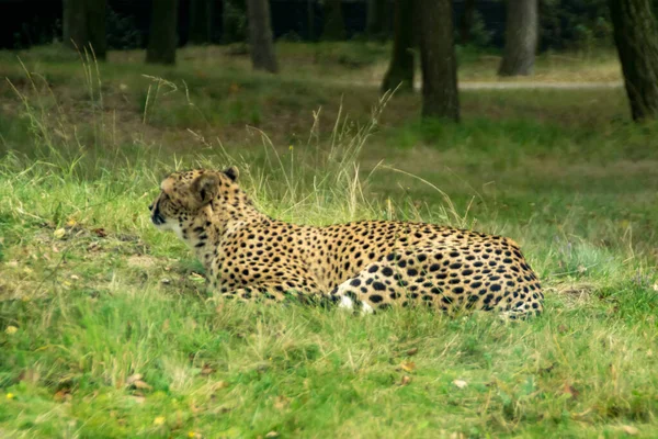 Cheetah Lying Grass — Stock Photo, Image