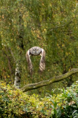Bir gösteride uçan Avrasyalı bir kartal baykuş