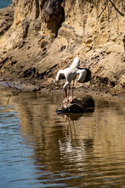 White Stork Standing Water — Stock Photo, Image