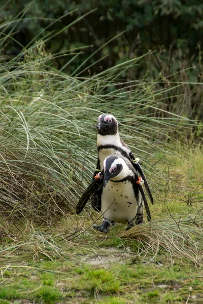 Pingouins Africains Chevauchant Dans Zoo — Photo