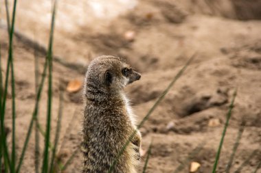 Bir mirket tetikte bekliyor.