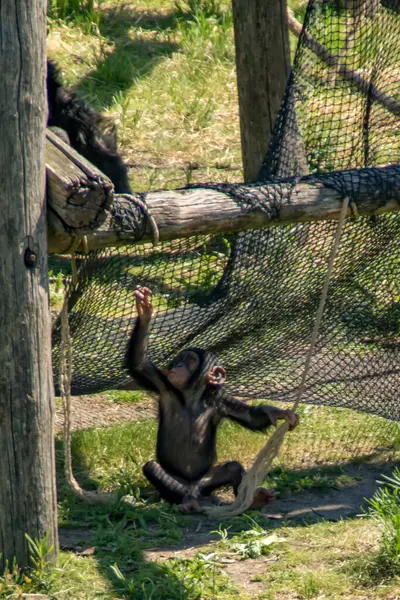 Jovem Chimpanzé Brincalhão — Fotografia de Stock