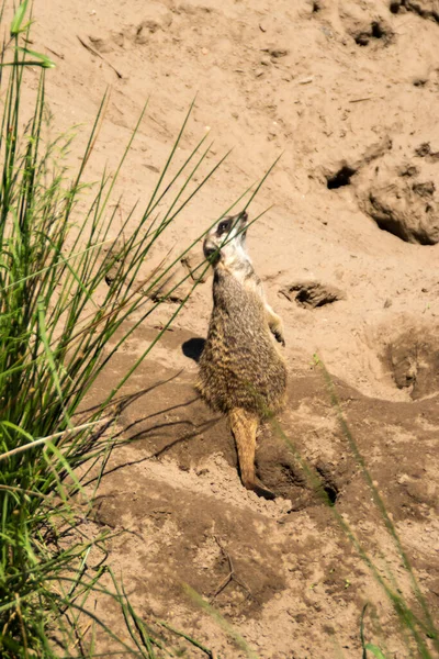 Meerkat Está Alerta Olhar Para Fora — Fotografia de Stock