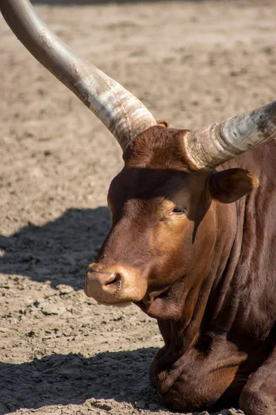 Uma Vaca Ankole Watusi Zoológico — Fotografia de Stock