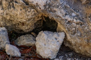 Windley Key Fosil Resifi Eyalet Parkı 'ndaki anahtar taşın altında bir kertenkele.