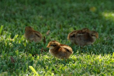 Yavru tavuklar Key West, Florida 'da çimlerde duruyor.