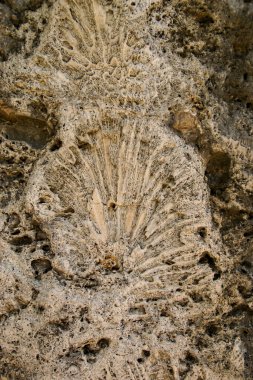 Fossil of a shell in Windley Key Fossil Reef Geological State Park clipart