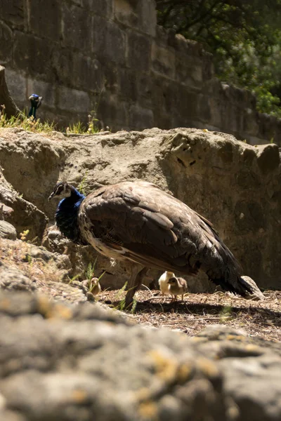 Peahen Aux Pêches Dans Bâtiment Historique Lisbonne — Photo