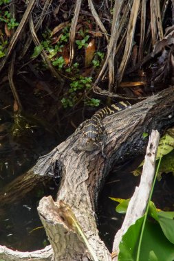 Everglades Ulusal Parkı, Florida 'da bir bebek timsah.