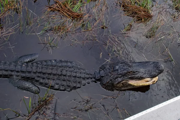 Een Krokodil Het Everglades National Park Florida — Stockfoto