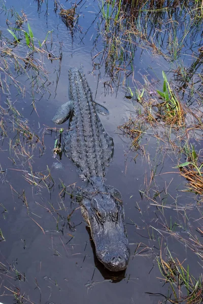 Florida Everglades Ulusal Parkı 'nda bir timsah.