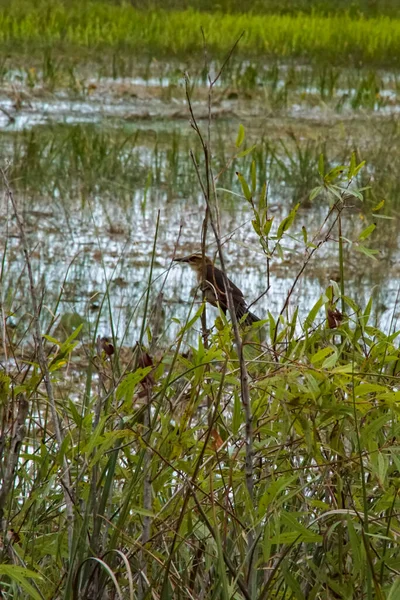 Batteur Brun Dans Parc National Des Everglades Floride — Photo