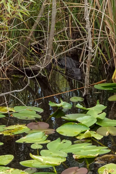 Alligator Caché Dans Herbe Dans Parc National Des Everglades Floride — Photo