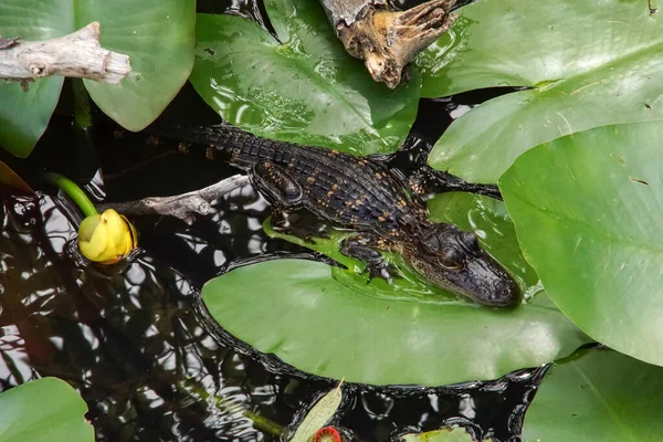 Jacaré Bebê Parque Nacional Everglades Flórida — Fotografia de Stock
