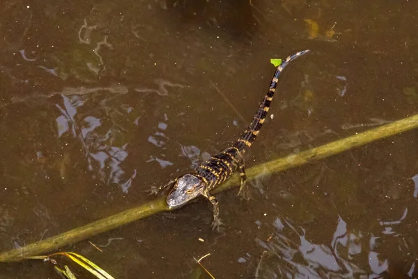 Een Baby Alligator Everglades National Park Florida — Stockfoto