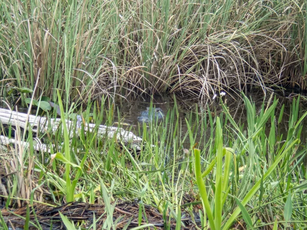 Ένας Αλιγάτορας Στη Φωλιά Του Στο Εθνικό Πάρκο Έβεργκλεϊντς Φλόριντα — Φωτογραφία Αρχείου