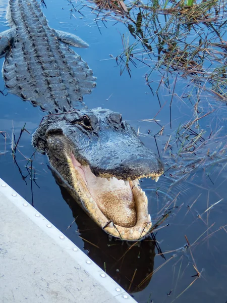 Ein Alligator Everglades National Park Florida — Stockfoto