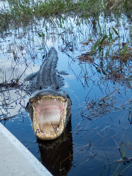 Een Krokodil Het Everglades National Park Florida — Stockfoto